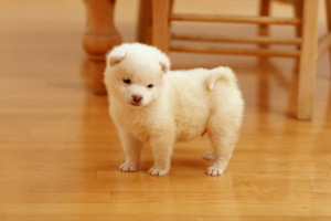 Cutest Puppy121942602 300x200 - Cutest Puppy - Tern, Puppy, Cutest